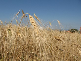 Oggi vi presentiamo il "Grano di Solina"